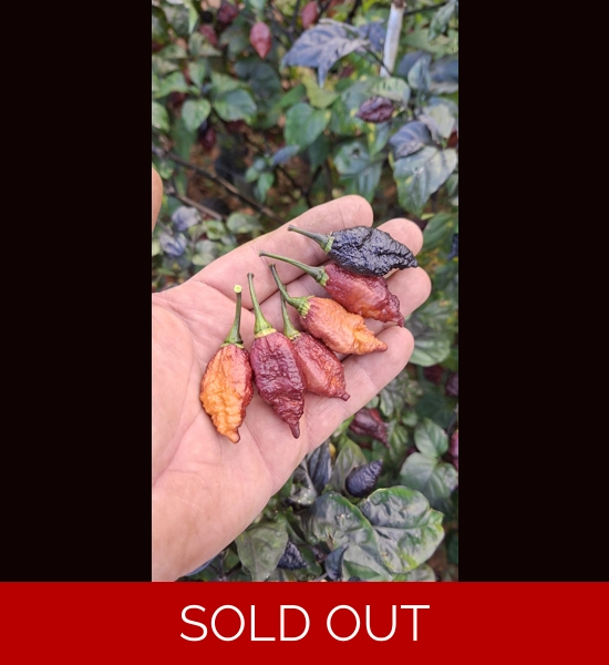 CRAZY BOY pink cream (10+seeds)